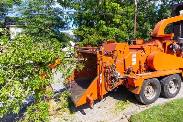 Reliable Prairie Ridge, WA Tree Service Solutions